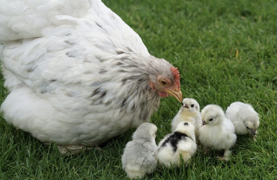 Miten kanat hoitavat poikasiaan?